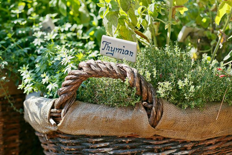 Aromatic herb garden for our guests