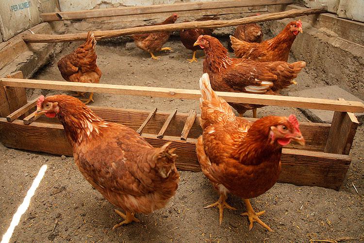 Our hard-working chickens at the Gasserhof