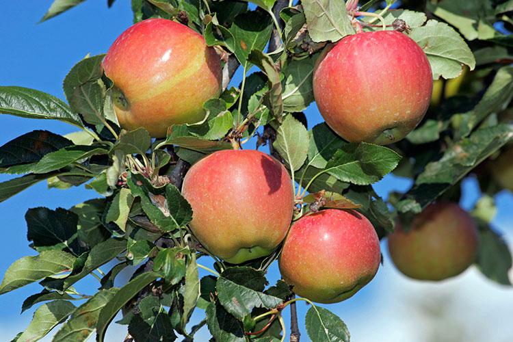 South Tyrolean apples