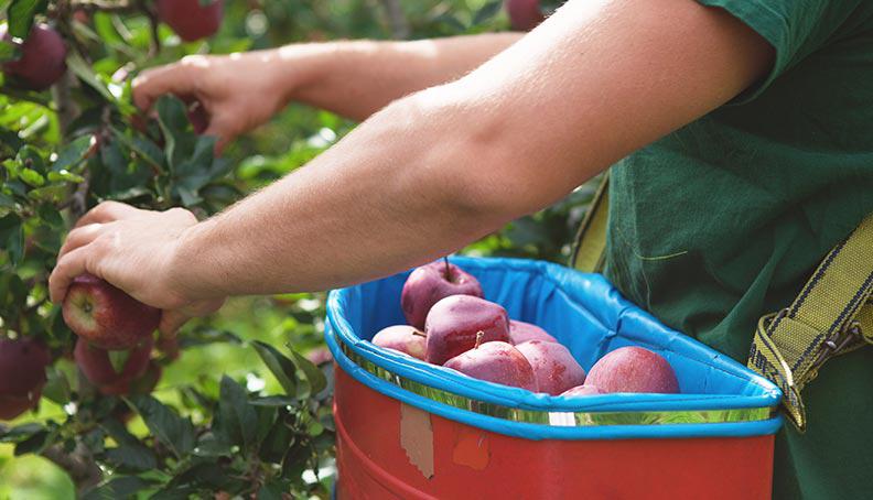 Harvest time – South Tyrolean apples