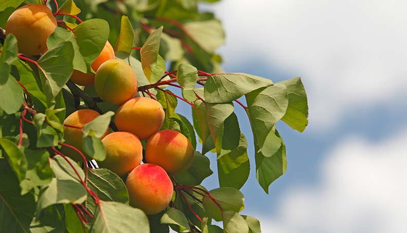 Apricot tree