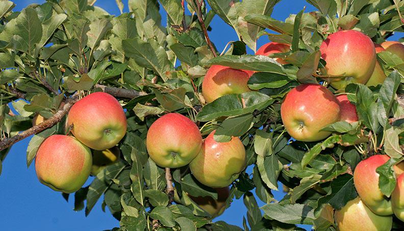 South Tyrolean apples