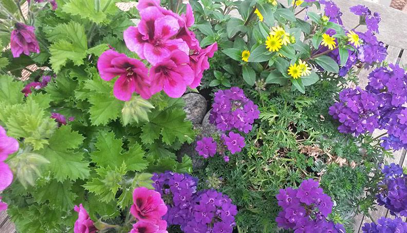 Flowers at the Gasserhof