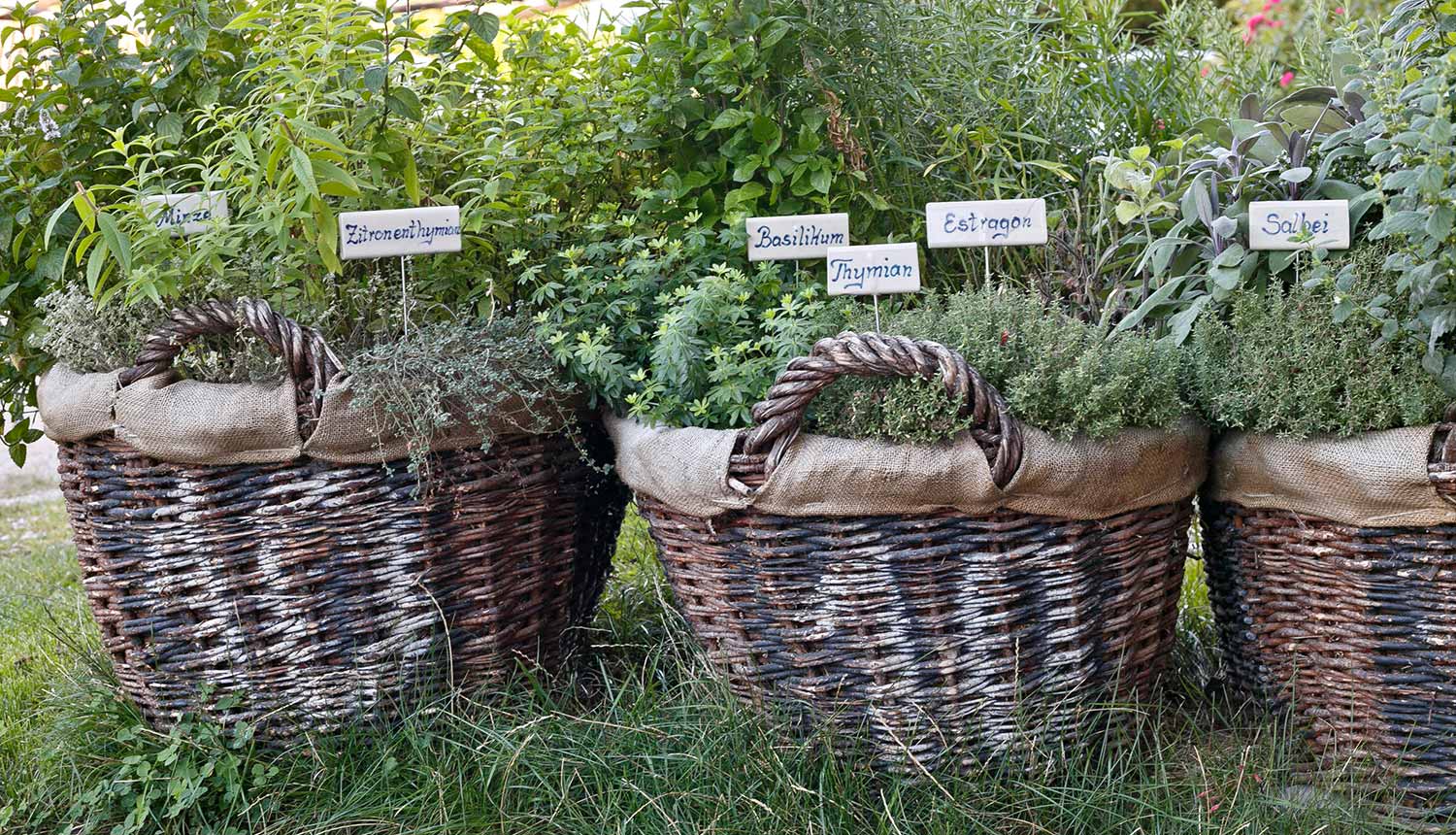 Mediterranean herbs at the Gasserhof